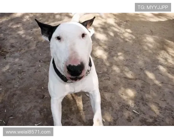 狗狗意外撞脸足球明星引发网友热议趣味瞬间成网络新宠